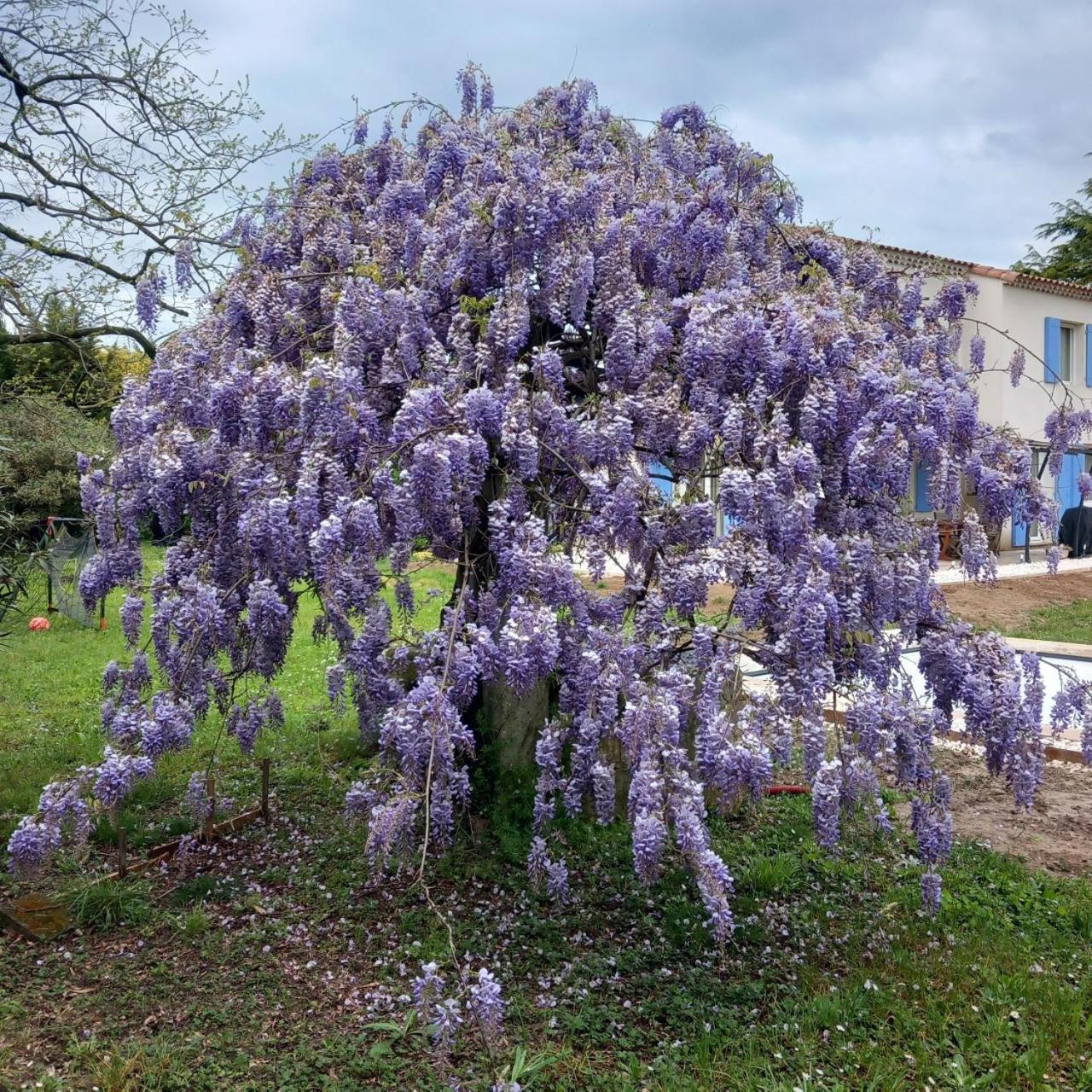 Le Petit Mas Des Alpilles En Provence Villa Saint-Etienne-du-Gres Exterior photo